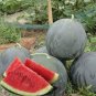 Sweet giant Black skin watermelon 40 Seeds