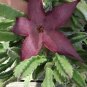 Stapelia hirsuta 10 Seeds