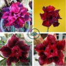 Tri-color Double Adenium 4 Seeds