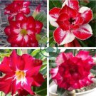 Dark Red Adenium 4 Seeds