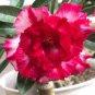 Dark Red Adenium 4 Seeds