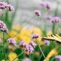 Rare Colorful Wrinkleds 200 Seeds