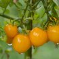 Giant Sweet Yellow Tomato 800 Seeds