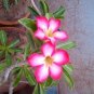 Pink Desert Rose Adenium 4 Seeds