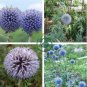 Echinps latifolius Tausch Flower 60 Seeds