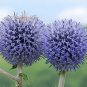 Echinps latifolius Tausch Flower 60 Seeds