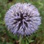 Echinps latifolius Tausch Flower 60 Seeds