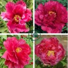 Rare 'Red Flag Fly' Tree Peony Strong Fragrant Flower 10 Seeds