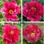 Rare 'Red Flag Fly' Tree Peony Strong Fragrant Flower 10 Seeds