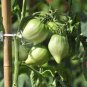 Rare Green Long 'Banana' Tomato 'Lv Beauty' Organic 40 Seeds