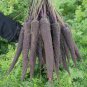 Rare Organic Dark Purple Edible Carrot 200 Seeds