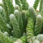 Avonia Albissima 10 Seeds