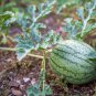 Green Skin Red Inside Very Sweet Mini Round Watermelon Juicy Organic 40 Seeds