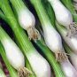 Heirloom Green Drumstick Scallion 60 Seeds