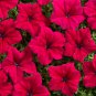 Red Garden Petunia Hybrida Annual Flower 120 Seeds