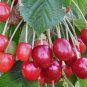 Red Middle Sweet Cherry Fruits 12 Seeds