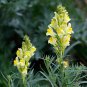 Toadflax Lunaria Flowers #A181 120 Seeds