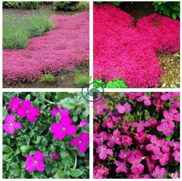 Creeping Thyme Rock Cess Plant Pink Flowers 400 Seeds