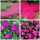 Creeping Thyme   Rock Cess Plant- Pink Flowers 400 Seeds