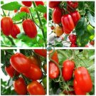 Heirloom Milky Bright Red Oval Little Dwarf Tomato 50 Seeds