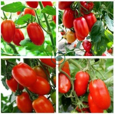 Heirloom Milky Bright Red Oval Little Dwarf Tomato 50 Seeds