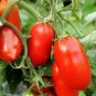 Heirloom Milky Bright Red Oval Little Dwarf Tomato 50 Seeds