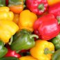 Fresh Mix Sweet Bell Pepper 40 Seeds