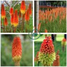 Kniphofia ’Flaming Torch Lily’  200 Seeds