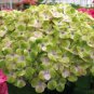 Rare Hydrangea 200 Seeds