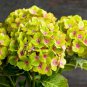 Rare Hydrangea 200 Seeds