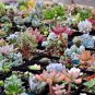 MIXED Succulent Bonsai 200 Seeds