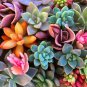 MIXED Succulent Bonsai 200 Seeds