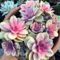 MIXED Succulent Bonsai 200 Seeds
