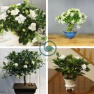 Flower Gardenia Fragrant Indoor Office Desk Bonsai 200 Seeds