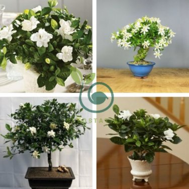 Flower Gardenia Fragrant Indoor Office Desk Bonsai 200 Seeds