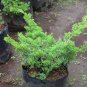 Juniperus Chinensis Tree Semente 240 Seeds