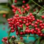 Ardisia Crenata Christmas Coral Berry Ornamental Tree 24 Seeds
