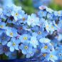 Blue Myosotis Sylvatica Forget-me Flower 120 Seeds