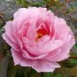 Red Peony Paeonia Suffruticosa The King Of Flowers 16 Seeds