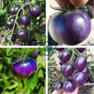 Heirloom Small Bright Purple Tomato Hybrid F1 200 Seeds