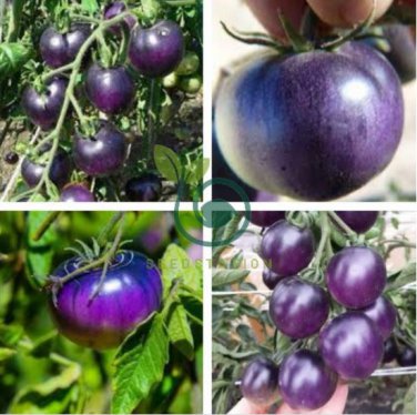 Heirloom Small Bright Purple Tomato Hybrid F1 200 Seeds