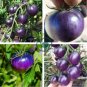 Heirloom Small Bright Purple Tomato Hybrid F1 200 Seeds