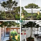 Araucaria Bonsai 100 Seeds