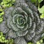 Wuta-tsai Organic Vegetables 80 Seeds
