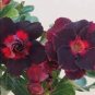 Imported 'mikonos girl' Adenium Desert rose 2 Seeds