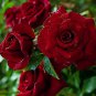 Louis Xiv Rose seeds Perennials 400 Seeds