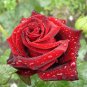 Louis Xiv Rose seeds Perennials 400 Seeds