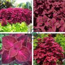 Purple Coleus Blumei Pink Edge Beautiful Natural Flowers 200 Seeds