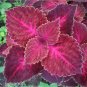 Purple Coleus Blumei Pink Edge Beautiful Natural Flowers 200 Seeds