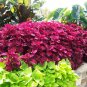 Purple Coleus Blumei Pink Edge Beautiful Natural Flowers 200 Seeds